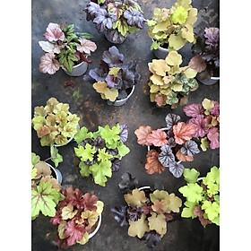 Cây chuông san hô- Heuchera- 45 màu lá để lựa chọn, inbox shop gửi hình