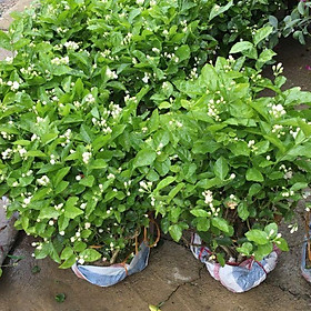Bầu cây giống hoa nhài cổ siêu thơm