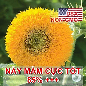 1117A Gói 20 HẠT GIỐNG HOA HƯỚNG DƯƠNG LÙN KÉP HƯỚNG DƯƠNG XÙ