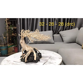 CÂY LŨA BONSAI TRANG TRÍ HỒ CÁ THỦY SINH TỪ 40-120CM