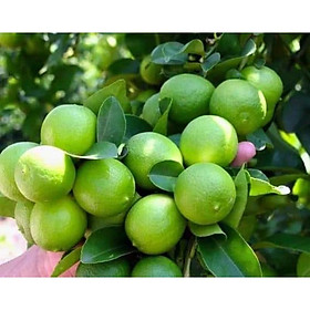 Mua cây giống tranh tứ quý (chp quả quanh năm sau 6tháng trồng)