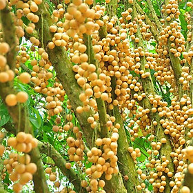 Mua Cây Bòn Bon Thái Quả Vàng