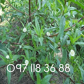 Mua Cây nhọ nồi cỏ mực khô thượng hạng .Túi 500gr và 1kg. Lh 097 118 36 88