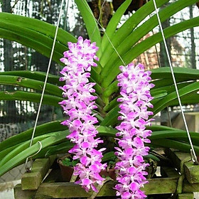 Phong lan đuôi sóc cam kết chất lượng
