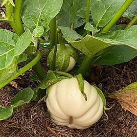 Mua Hạt giống cà bát trắng cao sản gói 2gr và 5gr
