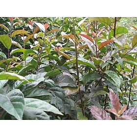 CÂY XẠ ĐEN - cây giống gửi đi nguyên bầu