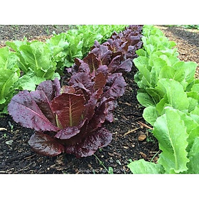 Mua Hạt giống xà lách Romaine Tím