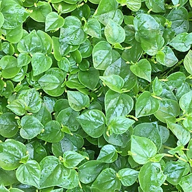 Mua Hạt giống rau càng cua VTS79