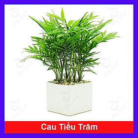 Cây cau tiểu trâm