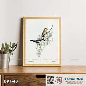 Tranh canvas vintage - Chim sẻ (Psophodes nigrogularis) - BVT-43