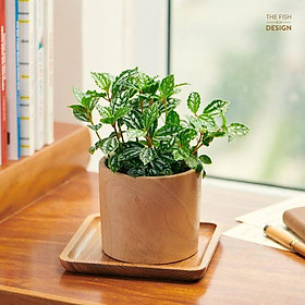 Mua Chậu Cây Sao Băng May Mắn và Nguyện Ước