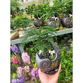 Mua Chậu cây thủy tùng (tiểu cảnh dê núi)