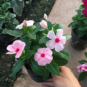 Mua Cây Hoa Dừa Cạn Nhiều Màu ĐỨNG RỦ (Đã sẵn hoa và nụ)