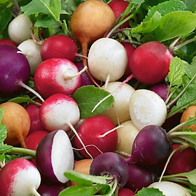 Hạt giống CỦ CẢI NHIỀU MÀU hỗn hợp, củ cải cầu vồng năng suất cao
