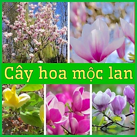 CÂY GIỐNG HOA  MỘC LAN MÀU HỒNG VÀ TRẮNG KHỎE MẠNH DỄ CHĂM SÓC