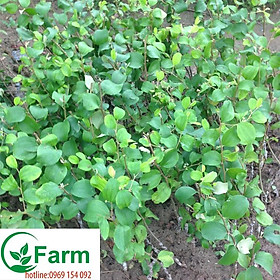 Mua cây táo đài loan - táo ngọt