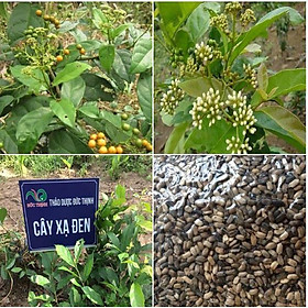 Mua Hạt Giống Cây Xạ Đen -  (Cây dược liêu ) 50 hạt/gói