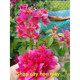 Mua cây hoa giấy màu đỏ kép _cây hình 2 3