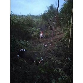 Mua Lưới bẫy chim tàng hình dài 40M cao 5M