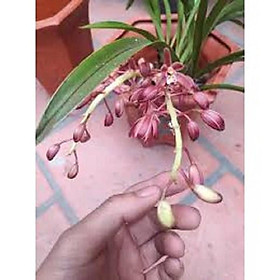 Mua COMBO 5 THÂN ĐỊA lan kiếm ĐỎ tây bắc  hoa đẹp  thơm dể sống  dễ thuần