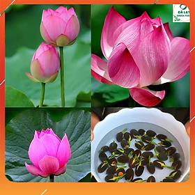 Mua Hạt giống Hoa Sen Ta (Sen hồng Việt Nam)_15 Hạt
