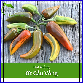 Mua Hạt giống ớt cầu vồng Châu Phi - gói 5 hạt