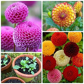 Mua Hạt Giống Hoa Thược Dược Tổ Ong