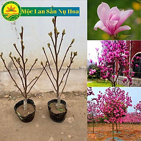 Mua Hoa mộc lan chơi tết  Sẵn Nụ hoa chi chít  cây cao khoảng 1m