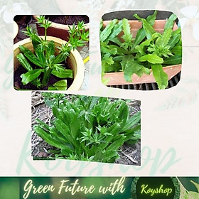 Mua Hạt giống Ngò gai - Mùi tàu  Giống chọn lọc tự nhiên  Rất Thơm  Thân ngắn  sinh trường khỏe ít sâu bệnh.