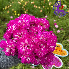 Mua 1 Ký Cành Giống Hoa Mười Giờ TÍM TRẮNG SỌC Thái Kép Màu Mới Hoa Nở Cả Ngày GIA DỤNG THÔNG MINH PKM