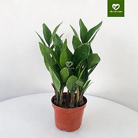 Mua Cây Kim Tiền - Kim Phát Tài để bàn mang may mắn  tài lộc và dễ chăm sóc