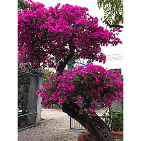 HOA GIẤY MÀU TÍM HUẾ - cây đang hoa size nhỡ
