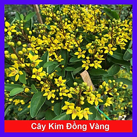 Cây Kim Đồng Vàng - cây cảnh vườn + Tặng phân bón cho cây mau lớn