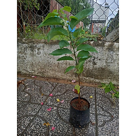 Cây Mãng Cầu Ta Núi Bà Đen Tây Ninh