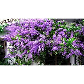 CÂY GIỐNG CÂY MAI XANH- CÂY ĐẸP, KHỎE