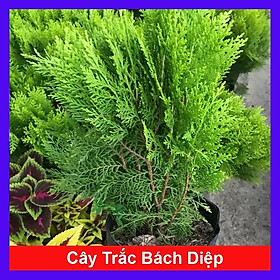 Cây trắc bách diệp + cây cảnh vườn +tặng phân bón cho cây mau lớn