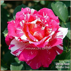 Hoa hồng ngoại Utrilo Rose - MinaKun Shop