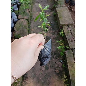 Combo 10 cây thìa canh tặng cây kim thất tai