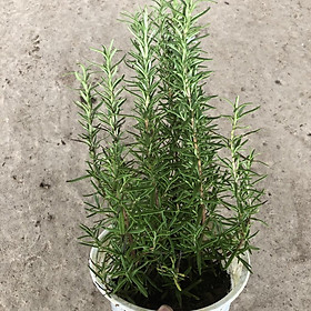 Mua Cây hương thảo Rosemary  Chiều cao 25cm hương thơm đặc biêt nhiều công dụng  thích hợp làm cây dược liệu