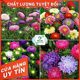 Mua 50H_Hạt giống hoa Cúc Đài Loan (nảy mầm siêu chuẩn)