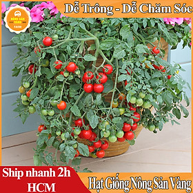 Mua Hạt giống Cà Chua Bi Đỏ Lùn Có Vị Chua Nhưng Giòn Ngọt Hơn Cà Chua Thông Thường  Dễ Trồng  Trồng Được Nhiều Vụ Trông Năm (Gói 30 Hạt) - Nông Sản Vàng