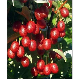 CÂY GIỐNG NHÓT NGỌT CHERRY RA TRÁI SIÊU SỚM