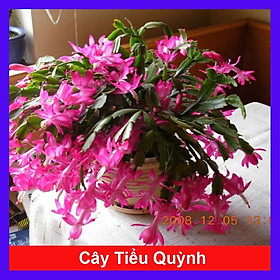 Cây hoa lan càng cua - hoa tiểu quỳnh