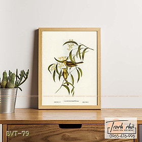Mua Tranh canvas vintage  - Chim ăn mật (Ptilotis penicillatus) - BVT-79