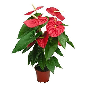 Chậu hồng môn màu đỏ- cây phong thủy để bàn