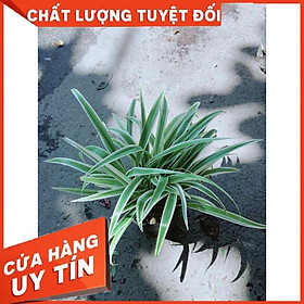 Cây Lan Chi Nhiều Người Mua