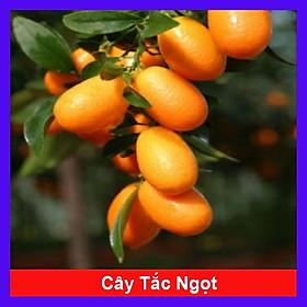 Cây Hạnh Ngọt - cây tắc ngọt thái + tặng phân bón cho cây