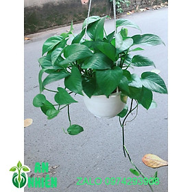 Mua Chậu Trầu Bà Xanh Treo