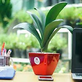 Mua LAN QUÂN TỬ CÂY GIỐNG SIZE NHỎ  hàng rễ trần GIÁ RẺ - LQTRTN