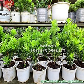 Mua CÂY GIỐNG CÂY VẠN NIÊN TÙNG KIM CƯƠNG BONSAI TRƯỜNG THỌ